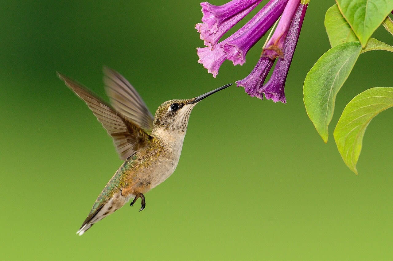 Hummingbird -Akashic Wisdom Pathway